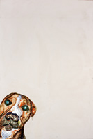 pitbull portrait